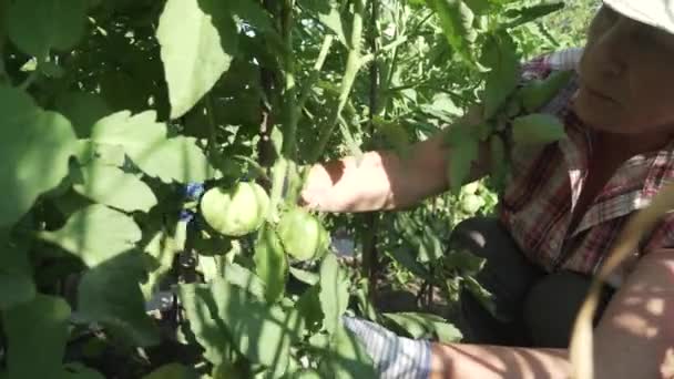 Een oudere vrouw zorgt voor planten in de tuin, bezuinigingen uit geen onnodige takken op de struiken tomaat stock footage video — Stockvideo