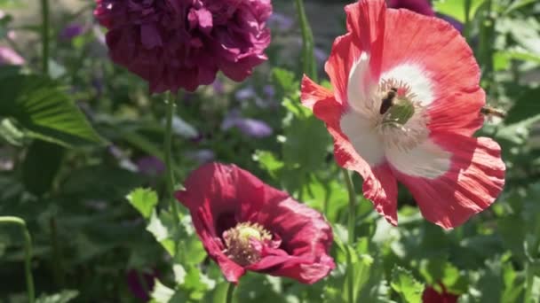 Bee verzamelt de nectar op tuin poppy stock footage video — Stockvideo