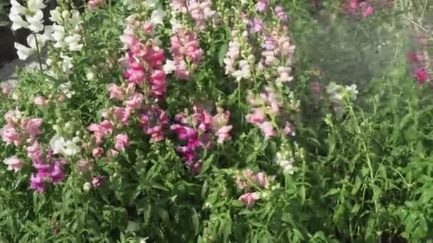 Πολύχρωμα Antirrhinum χύνεται πάνω από με το νερό στον κήπο πλάνα βίντεο — Αρχείο Βίντεο