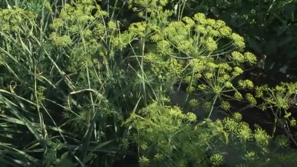 Hinojo verde madura en la cama de jardín material de archivo de vídeo — Vídeo de stock