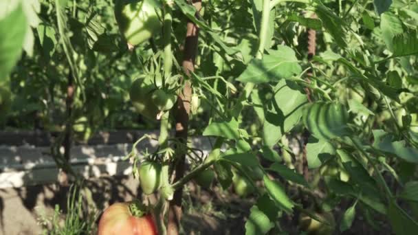 Vruchten van tomaat rijpen op hoge struiken stock footage video — Stockvideo