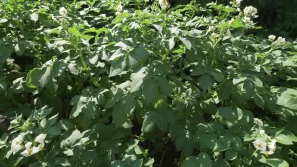 Hög potatis buskar med blommor växa i trädgården arkivfilmer video — Stockvideo