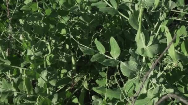 Groene Erwten Zijn Rijping Tuin Stock Footage Video — Stockvideo