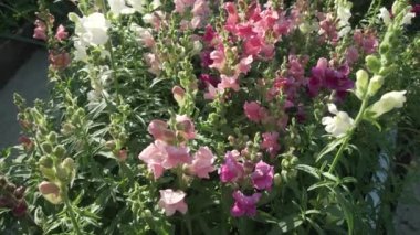 Çok renkli aslanağzı içinde bahçe Stok görüntüleri video büyür