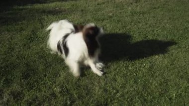Komik köpek doğurmak Papillon üzerinde yeşil çim Stok görüntüleri video oynarken