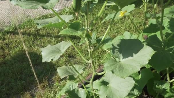 Hoge wimpers met komkommers groeien in tuin stock footage video — Stockvideo