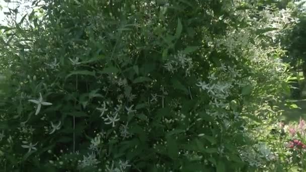Blanco Clematis florece en imágenes de jardín de vídeo — Vídeo de stock