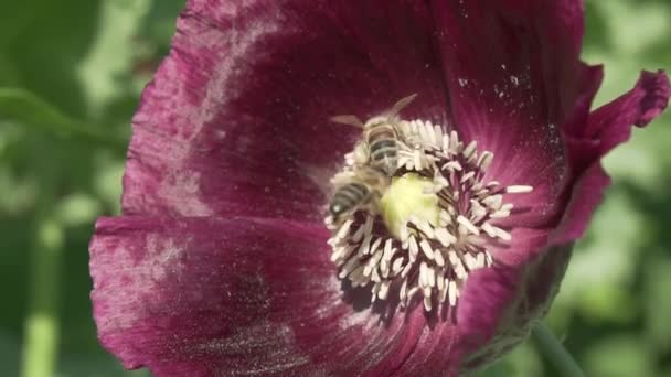 Bee collects the nectar on garden poppy slow motion stock footage video — Stock Video
