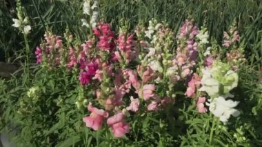 Çok renkli aslanağzı içinde bahçe Stok görüntüleri video büyür