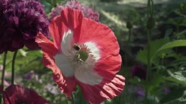 Arı nektarı Bahçe haşhaş Stok görüntüleri video toplar.