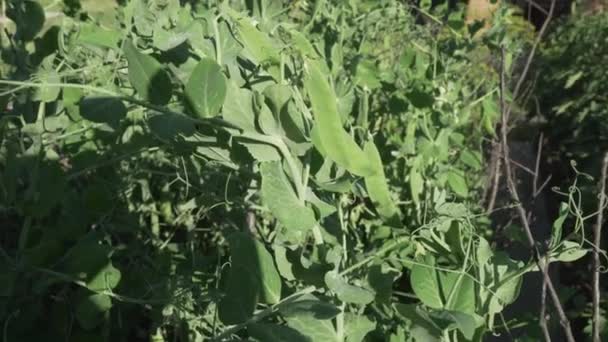 Pois verts mûrissent dans le jardin stock vidéo — Video