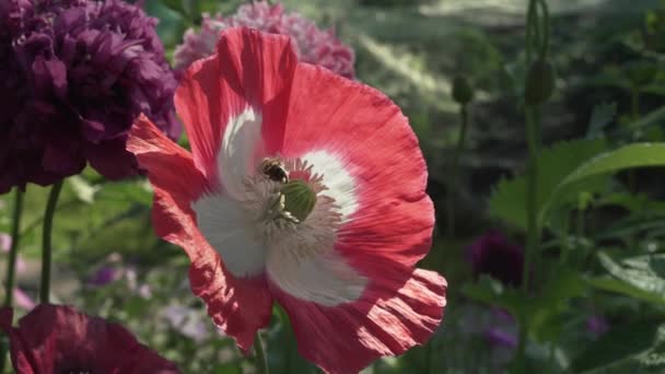 Пчела собирает нектар на видео из садового мака — стоковое видео