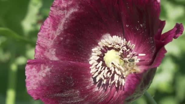 Pszczoła zbiera nektar na ogród MAK zwolnionym tempie Stockowy wideo — Wideo stockowe