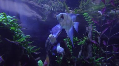 Tatlı su akvaryum Stok görüntüleri video Scalarians yüzmek