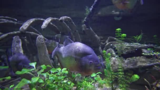 Piranhas treiben im Süßwasser-Aquarium — Stockvideo