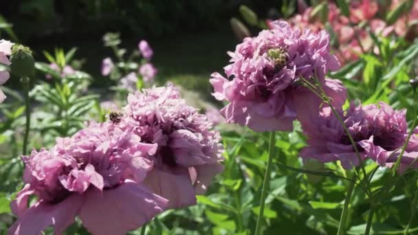 Včela sbírá nektar na zahradní máku stopáže videa