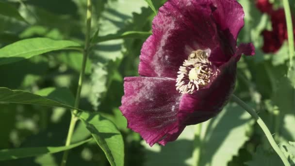 Abeja recoge el néctar en el jardín de amapola de archivo de vídeo — Vídeo de stock