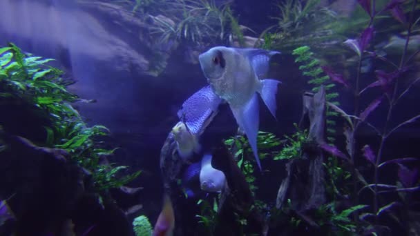 Les scalaires nagent dans l'aquarium d'eau douce stock de vidéos — Video