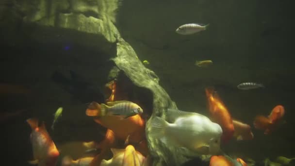 Hermoso pez flotan en agua dulce acuario material de archivo de vídeo — Vídeos de Stock
