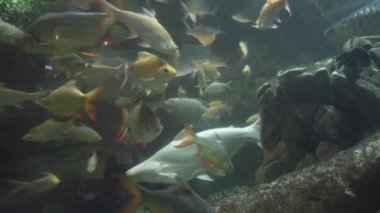 Tatlı su akvaryum Stok görüntüleri video güzel balık tayin