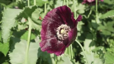 Gelincik dubium Bahçe Stok görüntüleri video büyür