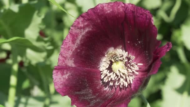 Bee verzamelt de nectar op tuin poppy slowmotion stock footage video — Stockvideo