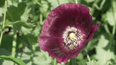 Arı nektarı Bahçe haşhaş yavaş hareket hisse senedi görüntüleri video toplar.