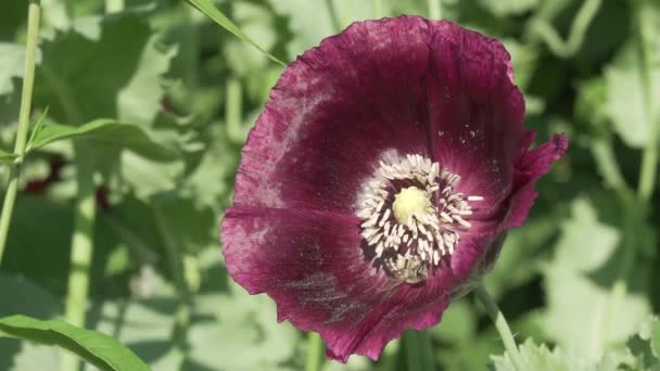 Abeja recoge el néctar en el jardín amapola cámara lenta material de archivo de vídeo — Vídeo de stock