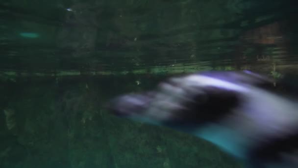Sávos pingvin egy mesterséges szabadtéri medence stock footage videóinak ketrec