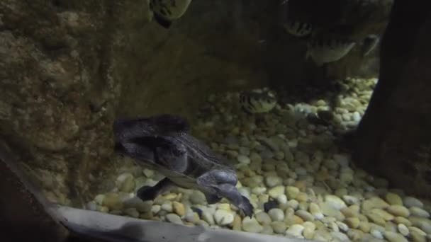 Chelodina, conocida colectivamente como un video de imágenes de tortugas de cuello de serpiente — Vídeo de stock