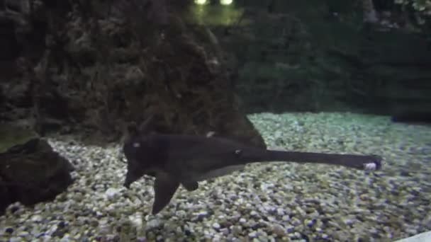 American paddlefish Polyodon spathula is species of basal ray-finned fish closely related to sturgeons stock footage video — Stock Video