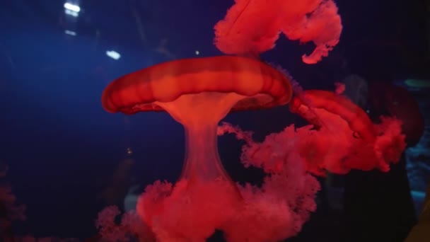 水族館映像ビデオで明るい赤イラクサ クラ ゲ — ストック動画