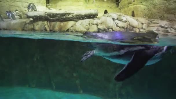 带状企鹅在一个人工露天笼子与游泳池股票录像视频 — 图库视频影像
