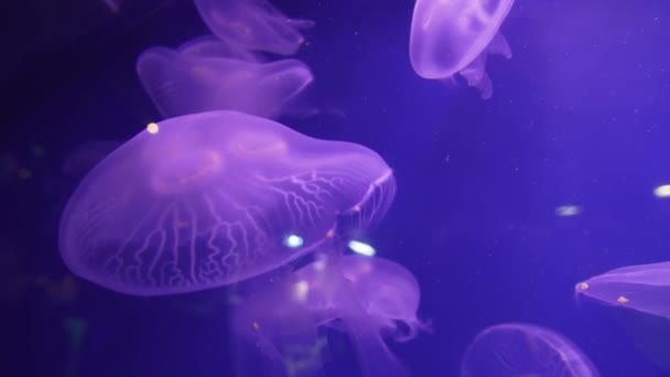 Красивая прозрачная медуза, плавающая на синем фоне в аквариуме — стоковое видео