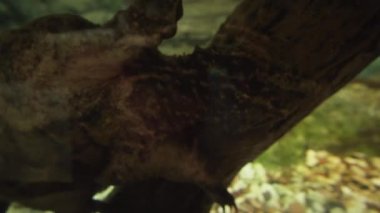 Chelydridae çoğu aile kaplumbağaları Stok görüntüleri video