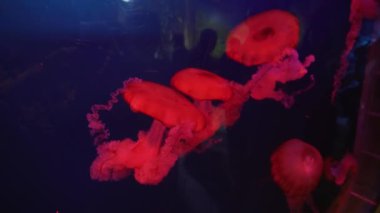 Parlak kırmızı ısırgan denizanası Akvaryumu Stok görüntüleri video