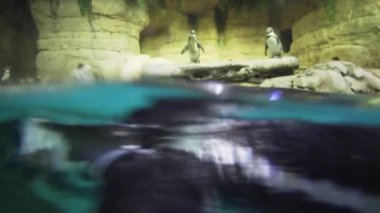 Penguen yüzme havuzu Stok görüntüleri video ile yapay bir açık hava kafeste bantlı