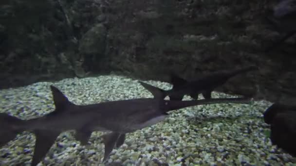 Amerikan paddlefish Polyodon spathula yakından ilgili Mersin Stok görüntüleri video için bazal ray kanatlı balık türüdür — Stok video