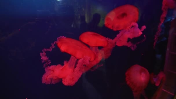 Leuchtend rote Brennnesselquallen im Aquarium — Stockvideo