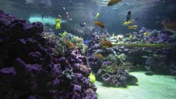 Wunderschönes Meerwasseraquarium mit einem farbenfrohen Fischbestand-Video — Stockvideo