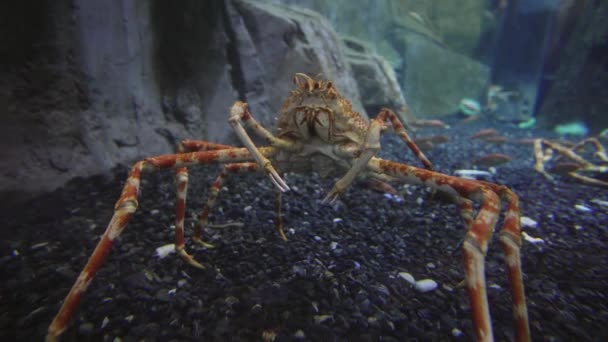 Japanse spin krab in aquarium stock footage video — Stockvideo