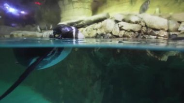 Penguen bir yüzme havuzu Stok görüntüleri video ile yapay bir açık hava kafeste bantlı