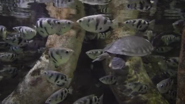 Pomacentridae es una familia de imágenes de peces perciformes. — Vídeo de stock