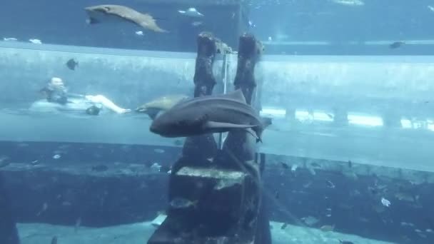 Marine aquarium met enorme vis voor de attractie haaien aanval in het aquapark Aquaventure in Atlantis Resort stock footage video — Stockvideo