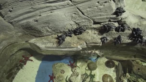 Hermoso acuario con habitantes de un río decorado con imágenes de piedra artificial de vídeo — Vídeo de stock