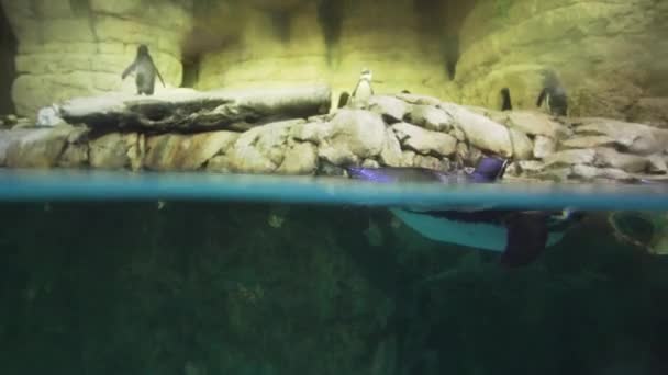 Gebänderter Pinguin in einem künstlichen Freiluftkäfig mit Swimmingpool — Stockvideo