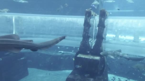 Meerwasseraquarium mit riesigen Fischen für die Attraktion Hai-Angriff im Aquapark aquaventure in atlantis resort Stock Footage Video — Stockvideo