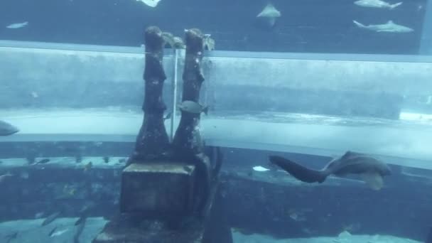 アトランティス リゾート映像ビデオでアクア ベンチャー ・ アクアパークで誘致サメの攻撃のための巨大な魚と海洋水族館 — ストック動画