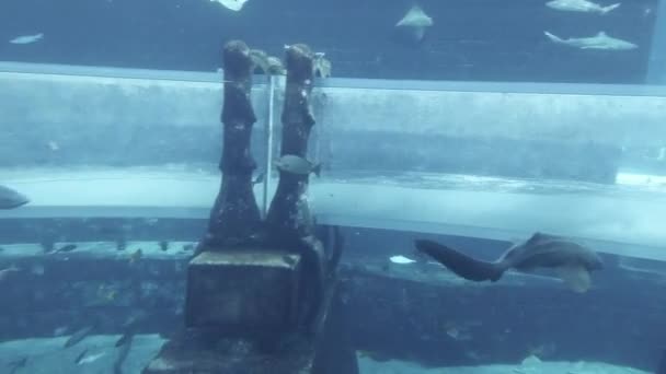 Acuario marino con peces enormes para la atracción Sharks Attack in the aquapark Aquaventure in Atlantis Resort video de archivo — Vídeos de Stock