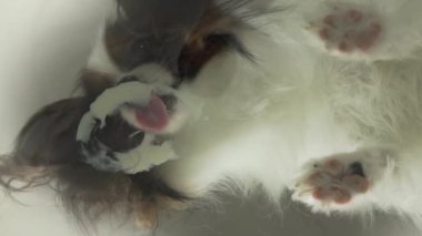 Papillon cam yavaş hareket hisse senedi görüntüleri video arkasındaki su içer